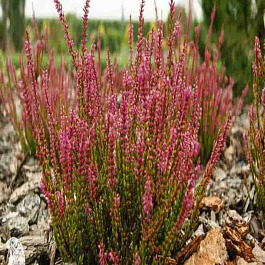 Вереск обыкновенный Agnes