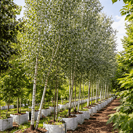 Тополь белый Raket