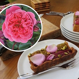 Роза флорибунда Кулинарная Распберри