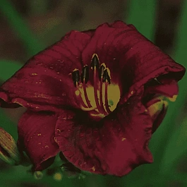 Лилейник Purple Rain