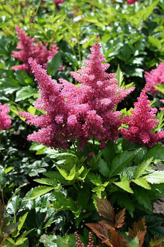 Астильба японская Дюссельдорф