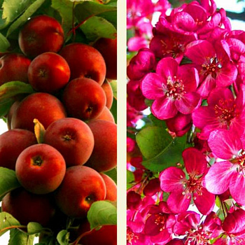 Яблоня колоновидная краснолистная Манящий аромат Яблоня колоновидная краснолистная Манящий аромат