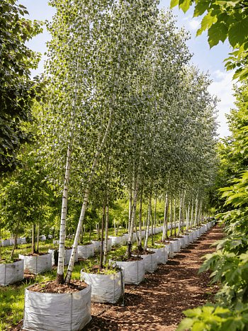 Тополь белый Raket