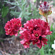 Армерия ложноармерия Ballerina Red