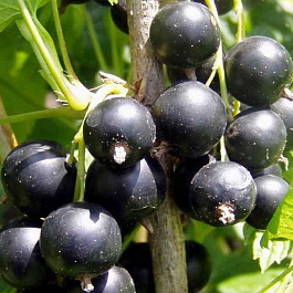 Смородина черная Монисто