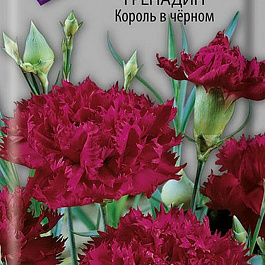 Гвоздика Гренадин Король в черном