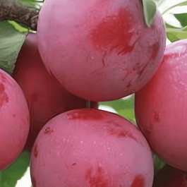 Алыча гибридная Несмеяна