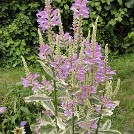 Физостегия виргинская Вариегата Физостегия виргинская Вариегата