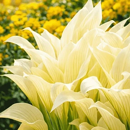 Хоста White Feather