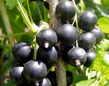 Смородина черная Монисто