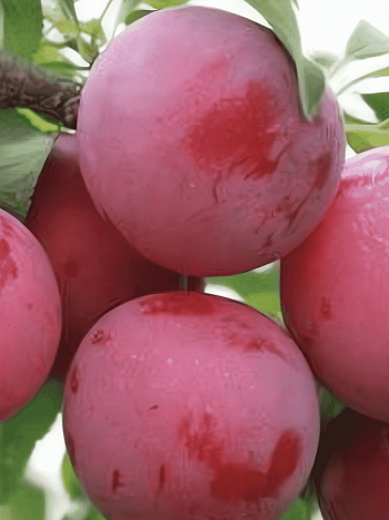 Алыча гибридная Несмеяна