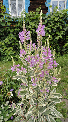 Физостегия виргинская Вариегата