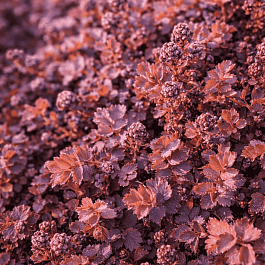 Ацена безоружная Purpurea