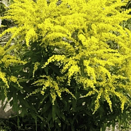 Солидаго канадское Patio