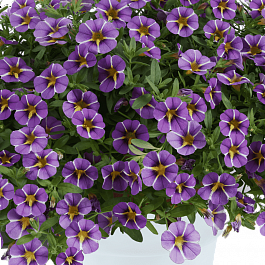 Калибрахоа Colibri Purple Bling