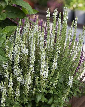 Сальвия дубравная (Шалфей) Мерло Вайт НАБОР 2ШТ(1+1)