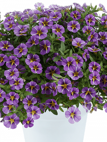 Калибрахоа Colibri Purple Bling