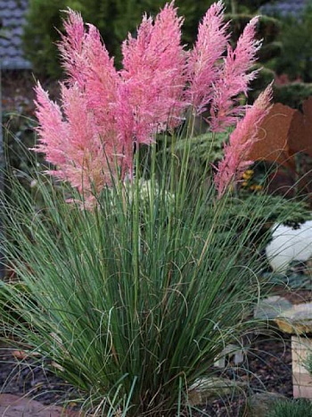 Кортадерия Селло Rosea