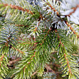 Ель Bicolor Ель Bicolor