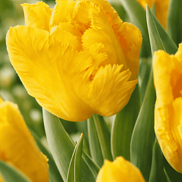 Тюльпан попугайный Yoko Parrot