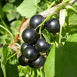 Смородина черная Орловский вальс