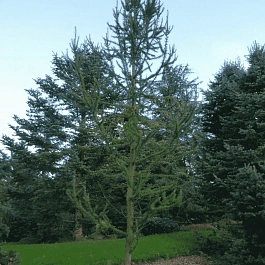 Лиственница кемпфера Jakobsens Pyramid