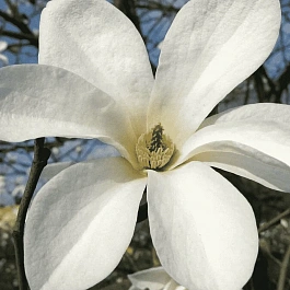 Магнолия Кобус