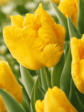 Тюльпан попугайный Yoko Parrot