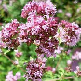 Душица обыкновенная Poncho