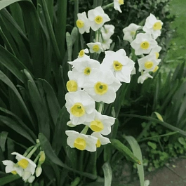 Нарцисс Avalanche