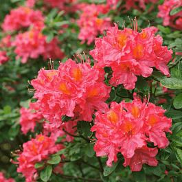 Азалия крупноцветковая Juanita