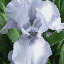 Ирис германский Az Ap