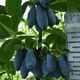 Жимолость плодовая Jugana