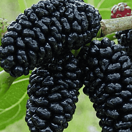 Шелковица черная