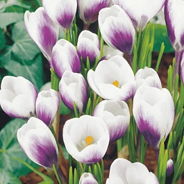 Крокус Ботанический Prins Claus