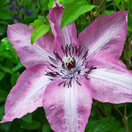 Клематис Bieszczady