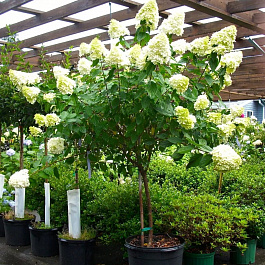 Гортензия метельчатая Кэндэлайт штамб