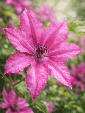 Клематис гибридный Barbara Dibley