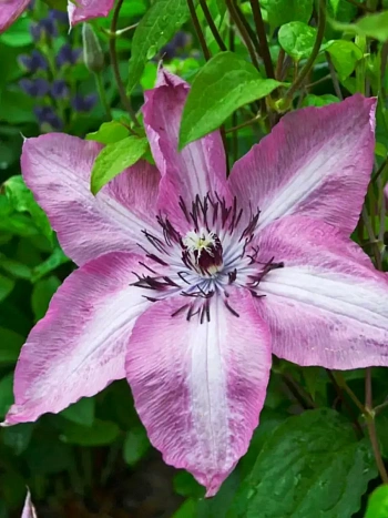 Клематис Bieszczady