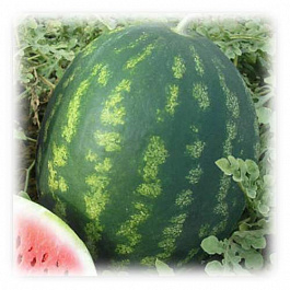Арбуз Волгоградец КРС 90
