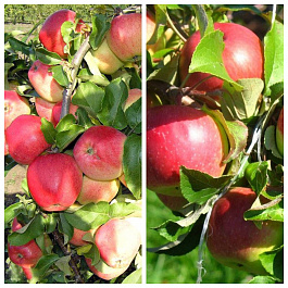 Дерево-сад (5 летка) яблоня 2 сорта Кандиль орловский-Уэлси