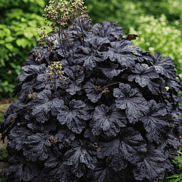 Гейхера гибридная Obsidian