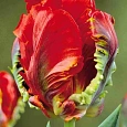 Тюльпан попугайный Rococo