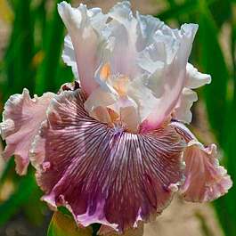 Ирис бородатый Крейзи фо Ю