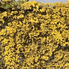 Виноград девичий Yellow Wall