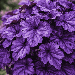 Гейхера Wildberry