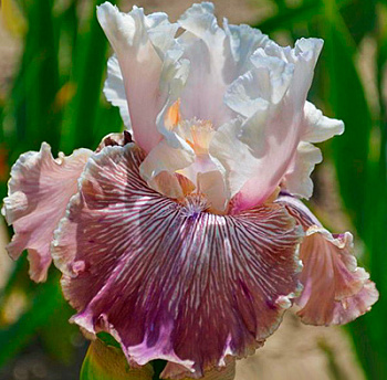 Ирис бородатый Крейзи фо Ю