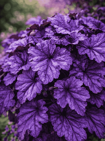 Гейхера Wildberry