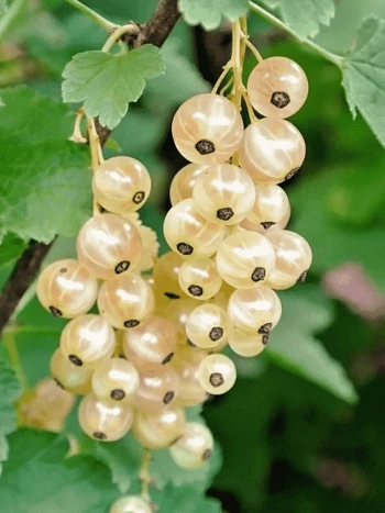 Смородина Голландская белая