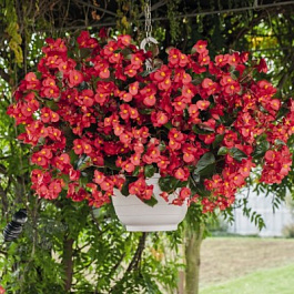 Бегония бенариенсис БИГ Ред Грин Лиф